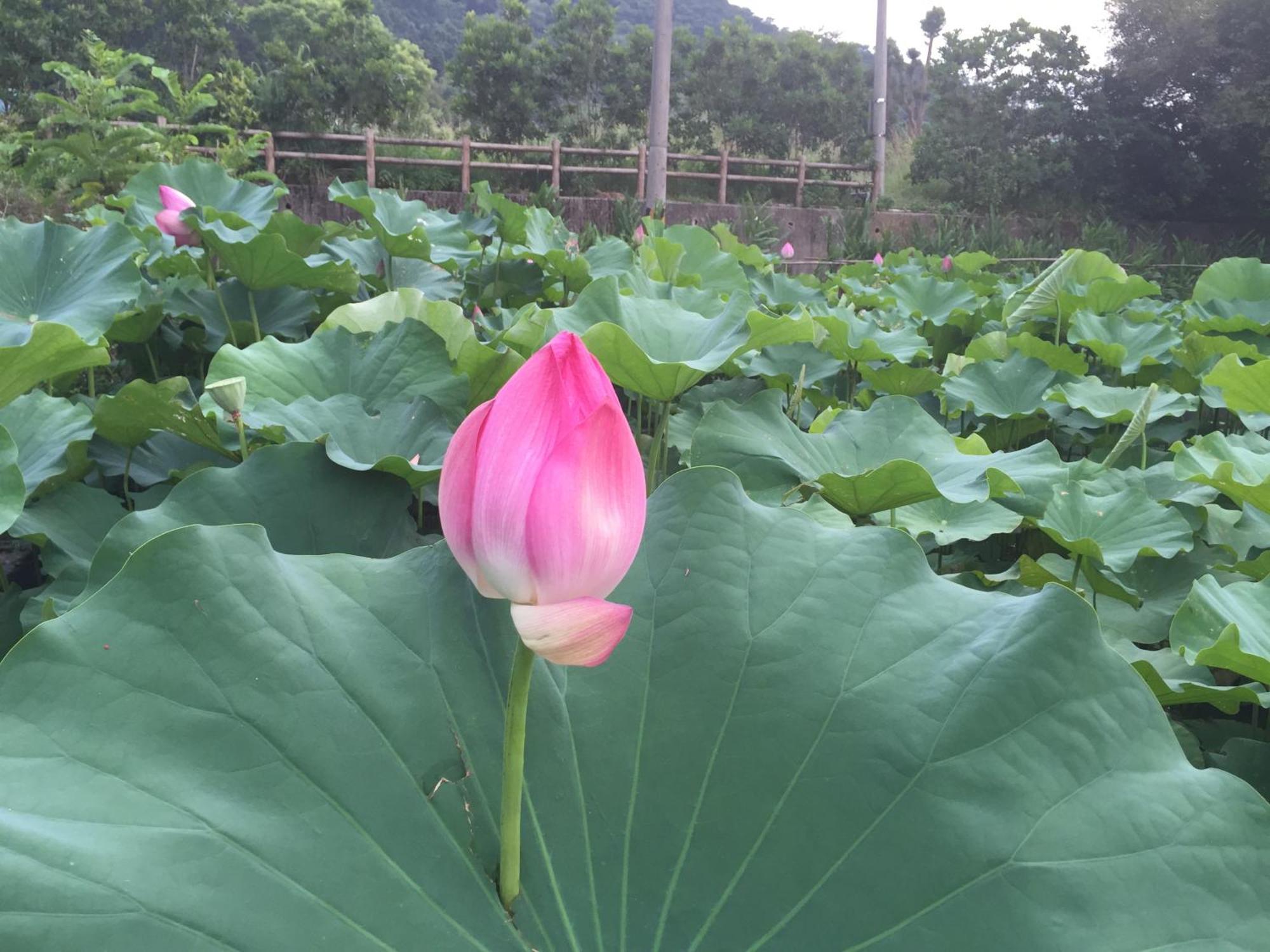 Yu Ho Yuan Lesiure Homestay หนานจวง ภายนอก รูปภาพ